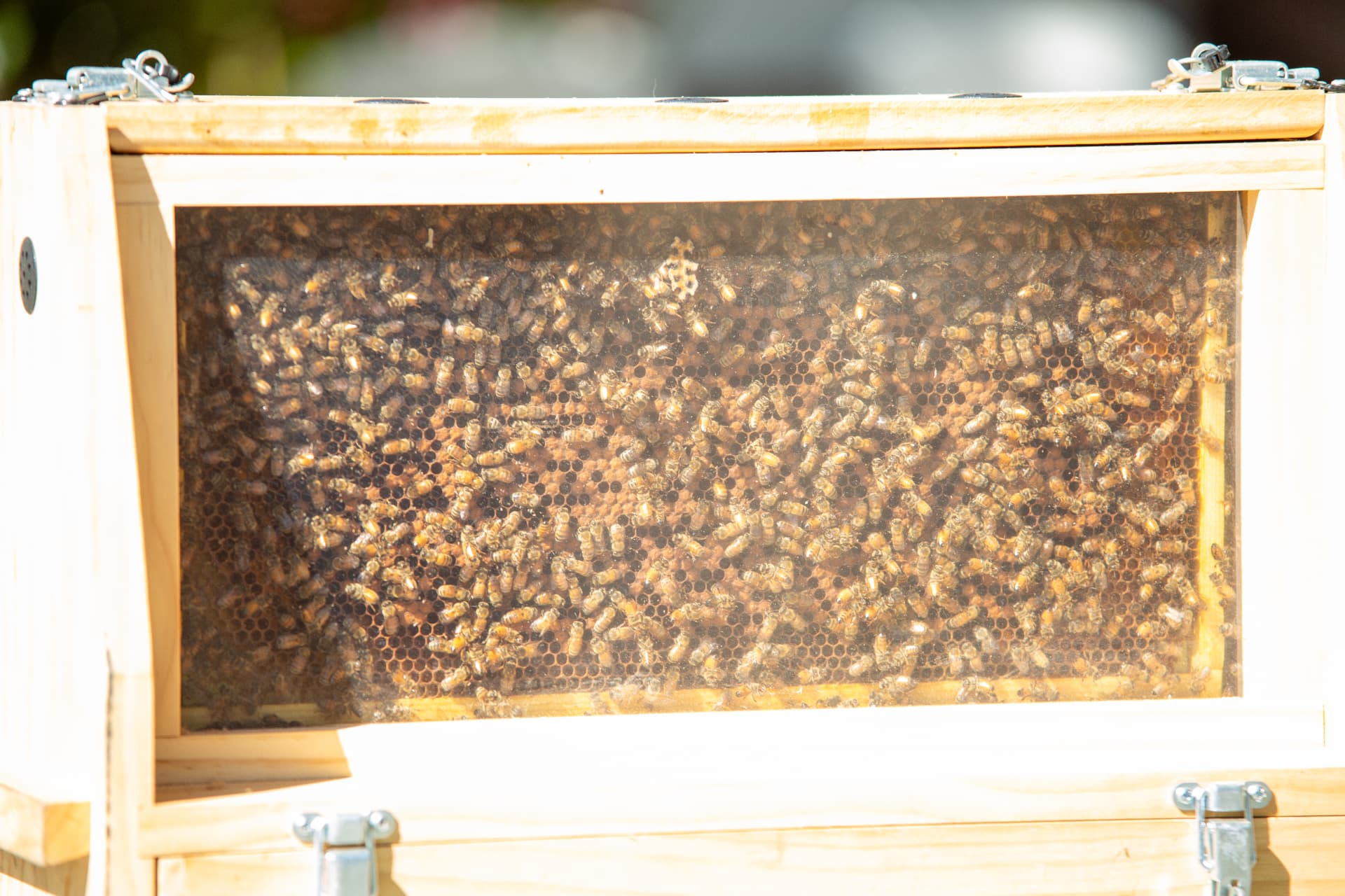 A close-up view of honeybees covering a honeycomb frame inside a glass-sided observation hive.
