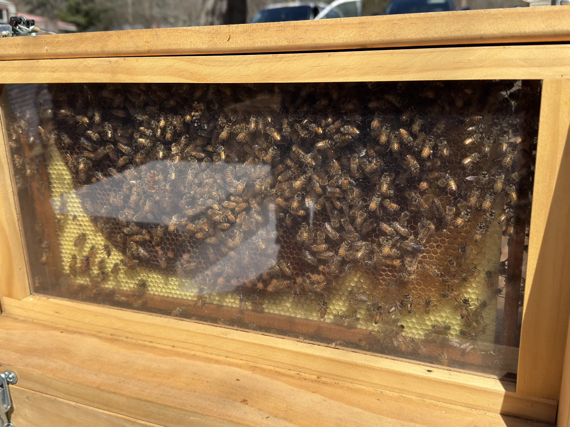 Honeybees crowd the honeycomb inside a glass-windowed observation hive during STEM Day.